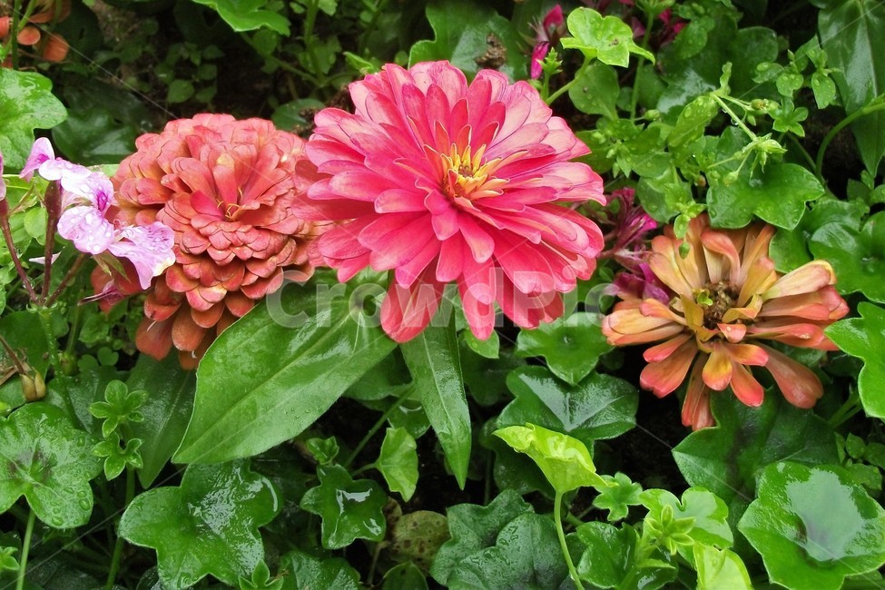 꽃,아름다움,비,물방울,자연,싱그러움,flower,rain,fresh,beautiful,plant,식물,자연,plants,nature,꽃,flower