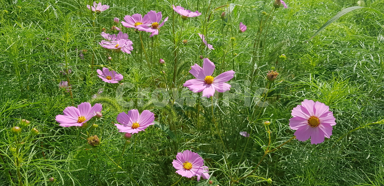 코스모스,꽃,분홍,핑크,가을,초록,연두,정원,화단,계절,식물,geranium,plant,vase,pottery,pottedplant