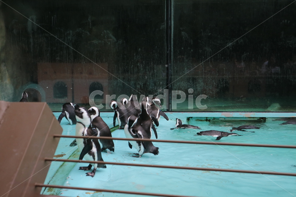 펭귄,동물,동물원,남극,수영,동물,animal,조류,새,birds