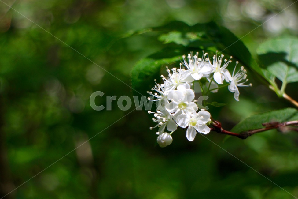 꽃,흰꽃,하얀꽃,꽃접사,흰꽃접사,하얀꽃접사,식물,자연,plants,nature,꽃,flower