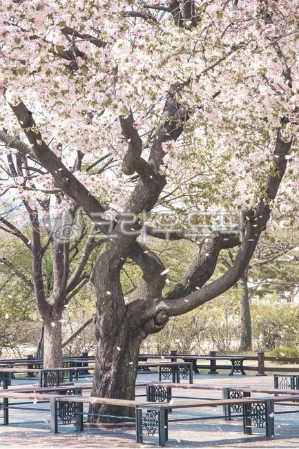 벚꽃,벚꽃엔딩,벚꽃비,벚꽃나무,벚나무,봄꽃,봄나무,봄,꽃,봄,계절,spring,season