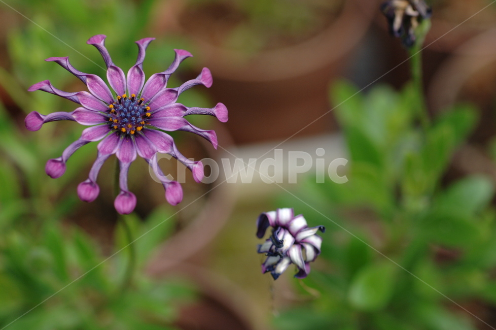 꽃,야생화,접사,식물,plant,시계꽃,식물,자연,plants,nature,꽃,flower