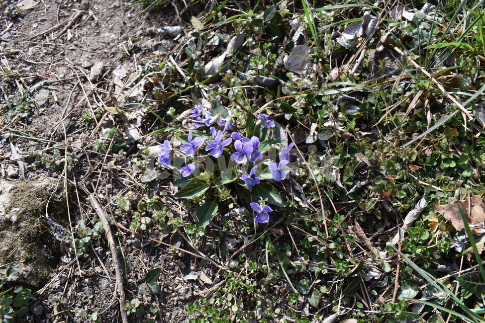 plant,blossom,꽃,flower,식물,제비꽃,보라색꽃,보라,연보라,풀꽃,봄