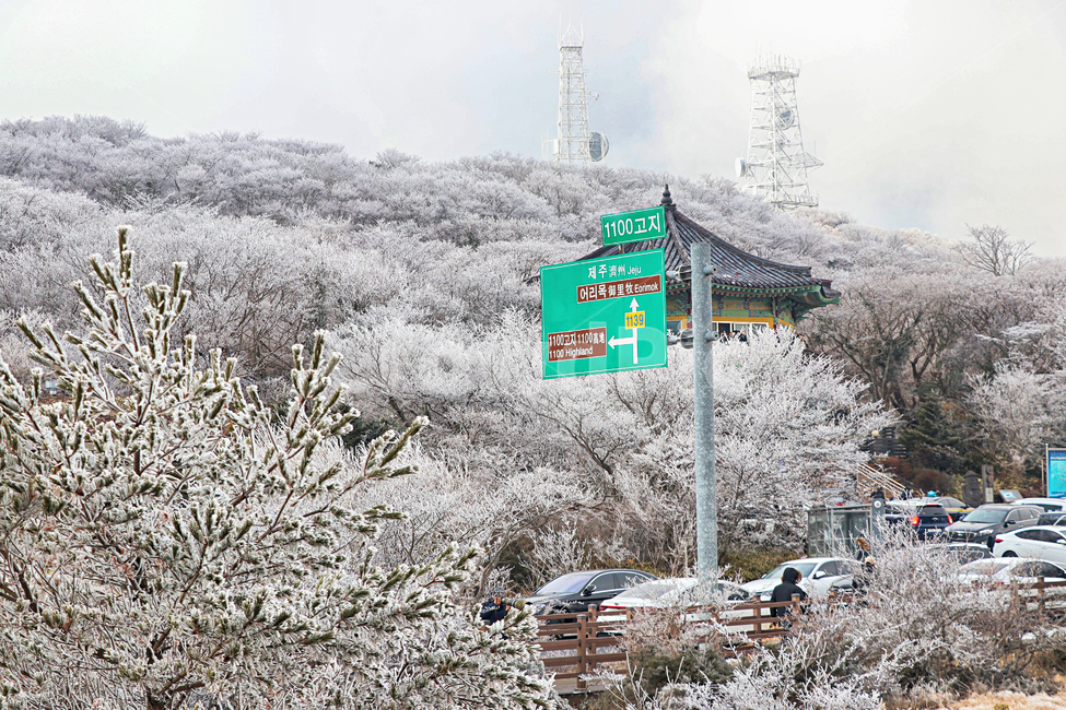제주도,한라산,1100고지,한라산1100고지,설경,눈꽃,눈,겨울,snow,옥외,자연