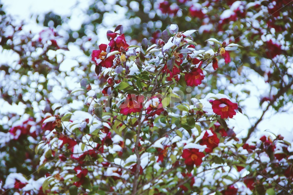 동백꽃,눈,나무,제주도,꽃,아름다움,색감,감성,배경화면,겨울,계절,winter,season,식물,자연,plants,nature,꽃,flower,감성,sensible,feeling