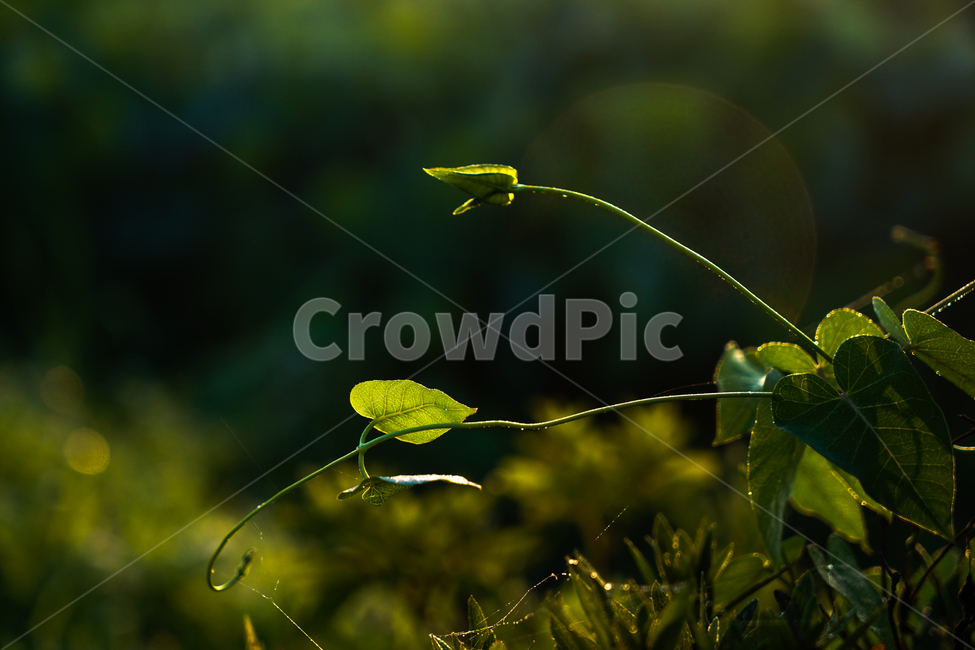 식물,줄기,들풀,새싹,자연,넝쿨,식물,자연,plants,nature