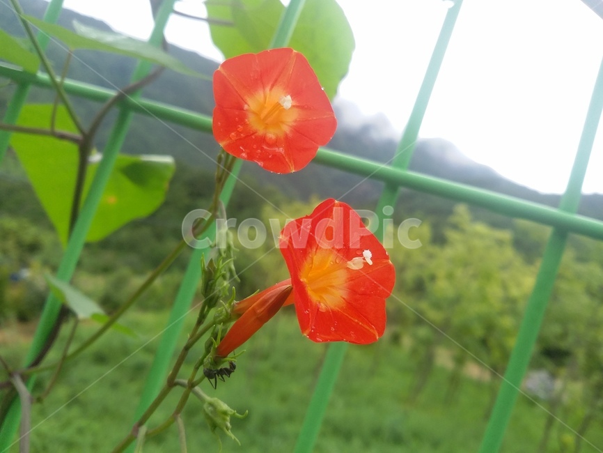 식물,plant,꽃,flower,자연,식물,자연,plants,nature