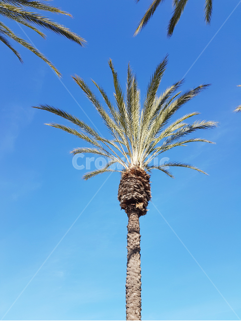 tree,plant,arecaceae,나무,식물,palmtree,하늘,파란하늘,맑게갠하늘,청명한,sky,야자수