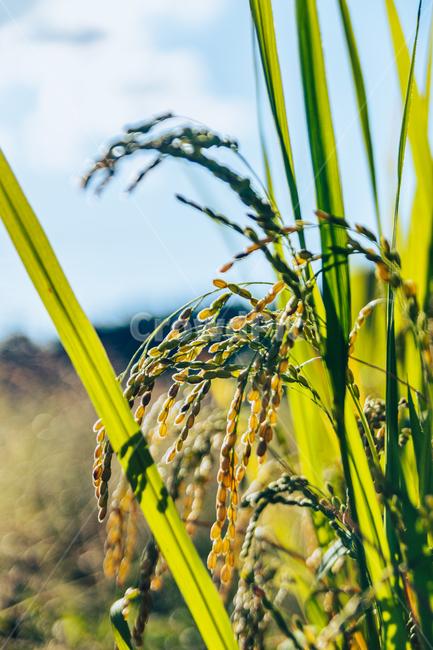 벼,쌀,grass,잔디,plant,식물,산업,industry,industrial,농업,농사,agriculture,farming,farming industry