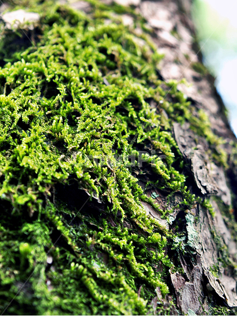 이끼,나무,이끼목,기생,식물,포자낭,식물,자연,plants,nature