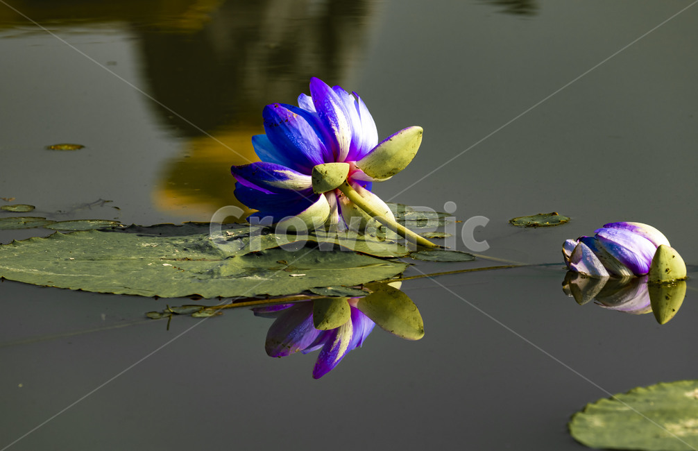 수련,연꽃,연잎,부엽식물,수상식물,연못,습지,청순,반영,식물,꽃,flower,감성,관곡지,식물,자연,plants,nature