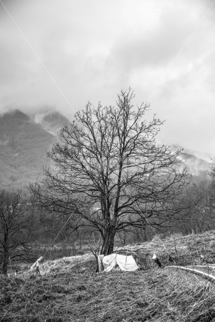 봄,흑백,나무,매동마을,지리산,풍경,자연,풍경,nature,landscape,흑백,모노톤,monochrome,black and white,outdoors,옥외