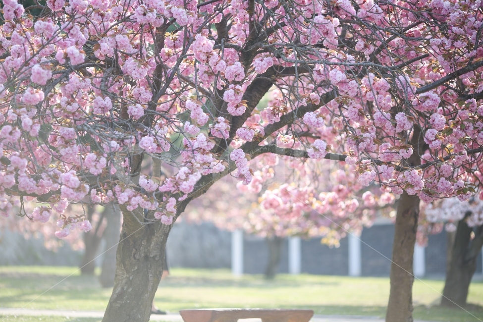 spring,Double cherry blossoms,pink,Brightness,Bulguksa Temple,flower