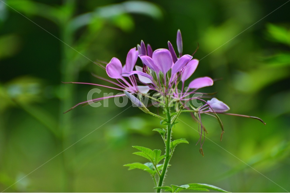 plant,식물,blossom,flower,꽃,풍접초