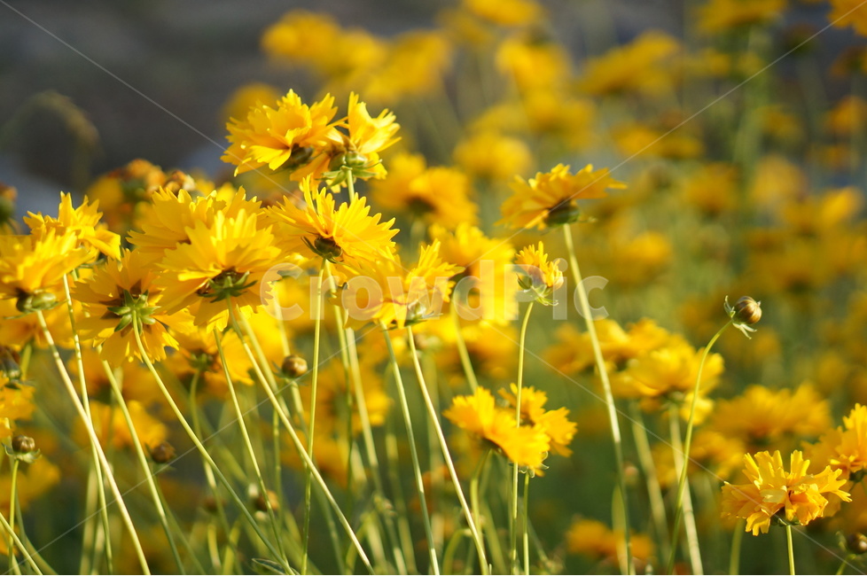 금계국,노랑,꽃,봄,풍경,식물,자연,plants,nature,꽃,flower
