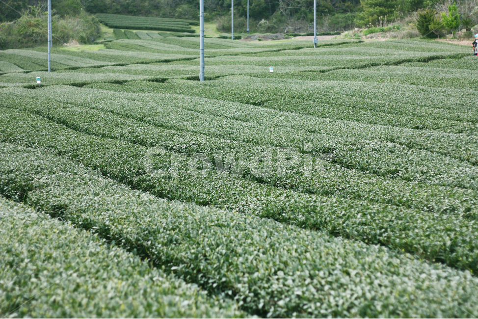 녹차밭,녹차,초록색,natral,자연,greantea,제주도,제주도녹차밭,leaf,잎사귀,밭,natural,가을,농촌,계절,이미지,한국,녹색,green,nature,landscape,풍경,시골,지방,지역,background,동양,아시아,asia,보성,전라도,신비,배경,경치,푸르른,농사,초원,필드,여행,관광,한국자연풍경,한국자연경관,korea,landscape식물,plantstreeswood,industryindustrial,농업,차,찻잎