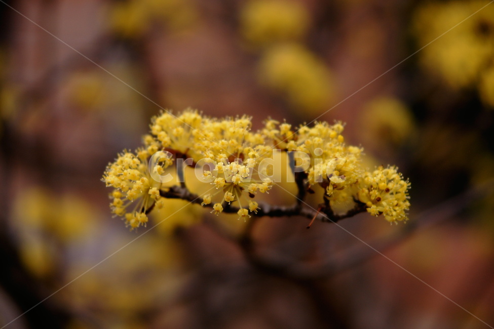 산수유,꽃,봄,노란꽃,노랑색꽃,노란색꽃,yellow,봄꽃,자연,나무,산수유나무,봄풍경,봄사진,beautiful,plants,flower,spring,springflower,꽃사진,산수유꽃,봄,계절,spring,season,식물,자연,plants,nature,꽃,flower,plant
