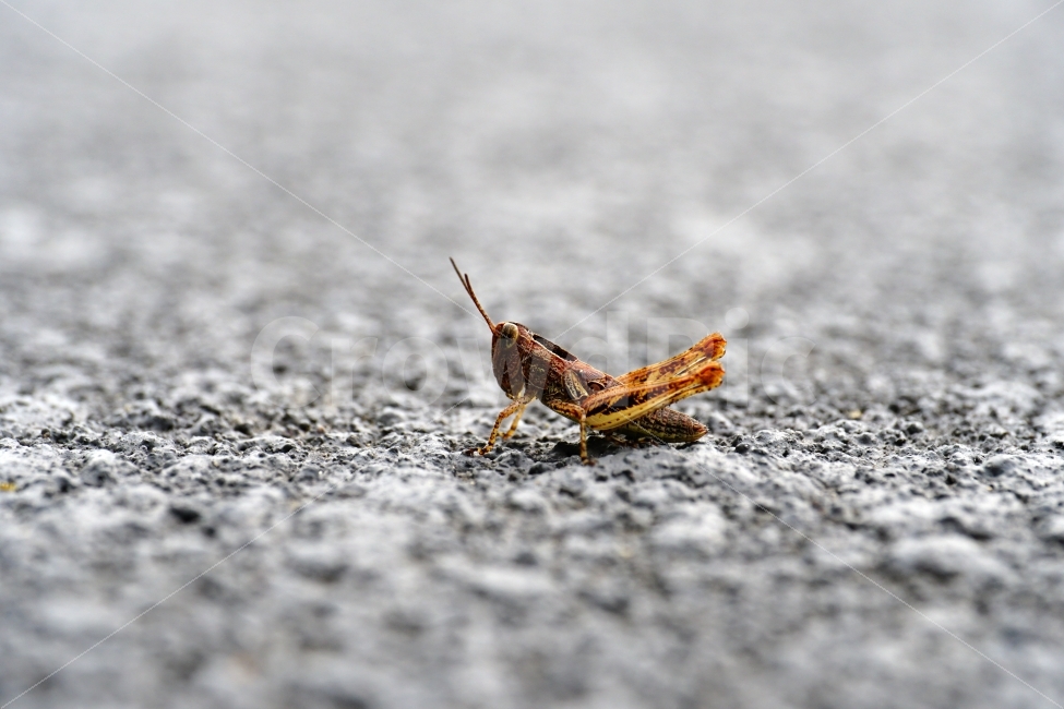 메뚜기,곤충,벌레,자연,동물,animal,insect,bug,nature,아스팔트,도로,땅,여름,grasshopper,locust,생명,생태,생태계,접사,마크로,macro,근접촬영,스냅,스냅사진,스넵,스넵사진,snap,snapshot,한국자연,한국의자연,풍경,landscape,동물,animal,곤충,벌레,insect,bug