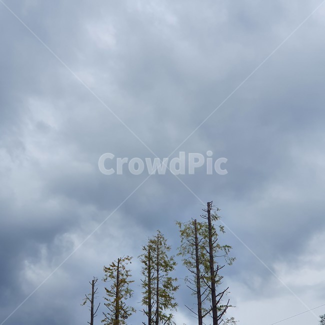 nature,자연,outdoors,옥외,weather,날씨,나무,tree,겨울,winter,하늘,sky,식물,자연,plants,nature,나무,trees,wood