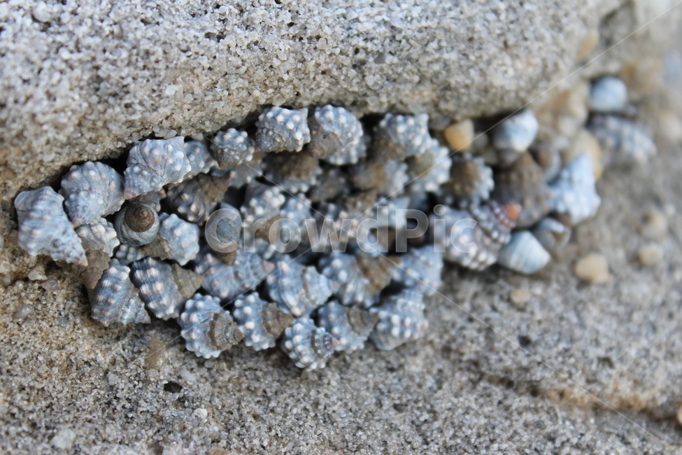 animal,동물,invertebrate,무척추동물,clam,대합,sealife,해양생물,seashell,조개,고둥,바다고둥