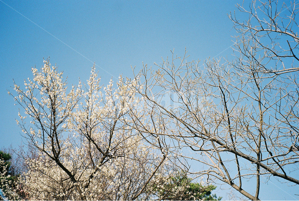 선유도,선유도공원,벚꽃,벚꽃놀이,벚꽃축제,봄,하늘,감성,필름카메라,필카,필름,봄,계절,spring,season,자연,풍경,nature,landscape,tree,나무,plant,식물