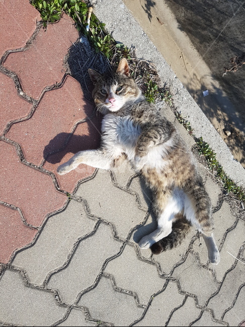 고양이,길고양이,보도블럭,cat,따뜻한