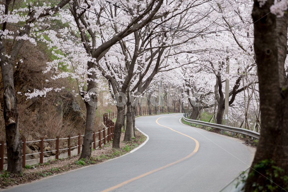 벚꽃축제,벚꽃나무,벚꽃길,벚꽃놀이,벚꽃,감성,봄,봄,계절,spring,season,자연,풍경,nature,landscape,road,도로,freeway,고속 도로,highway,고속도로