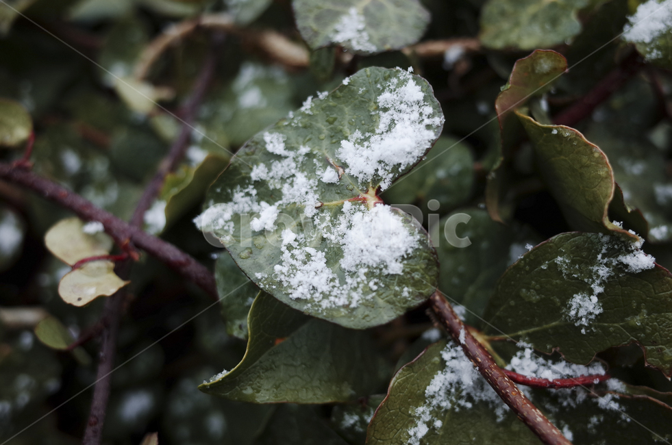 식물,plant,leaf,잎,green,초록,녹색,snow,눈,눈쌓인나무,눈쌓인나뭇잎,눈내린나무,눈내린나뭇잎,겨울,winter
