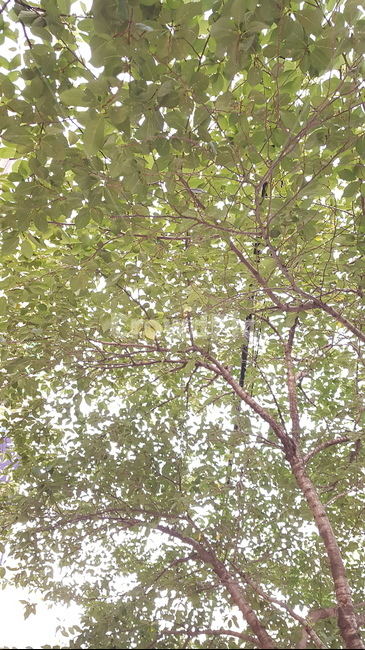나무,tree,green,녹색,푸른,싱그러운,시원한,열매,잎파리,잎사귀,꽃,야자수,향나무