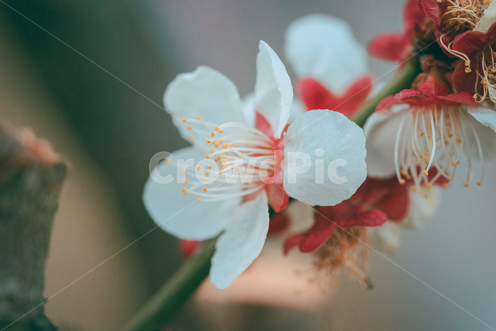 꽃,flower,식물,야생화,매화,식물,자연,plants,nature