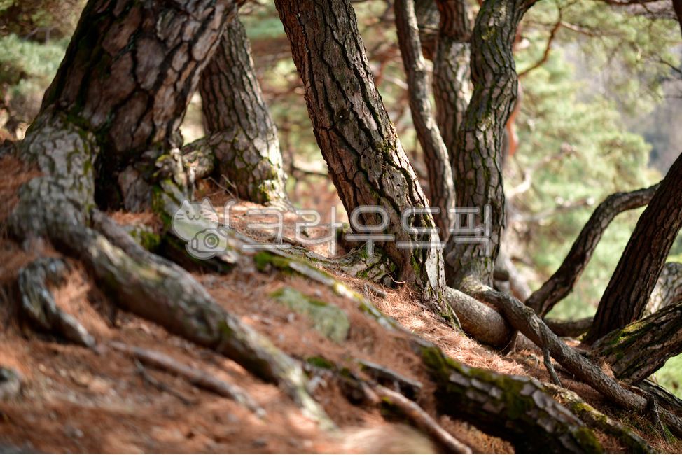 pine tree,tree bark,tree trunk,root,plant,tree,Enjoying Trees