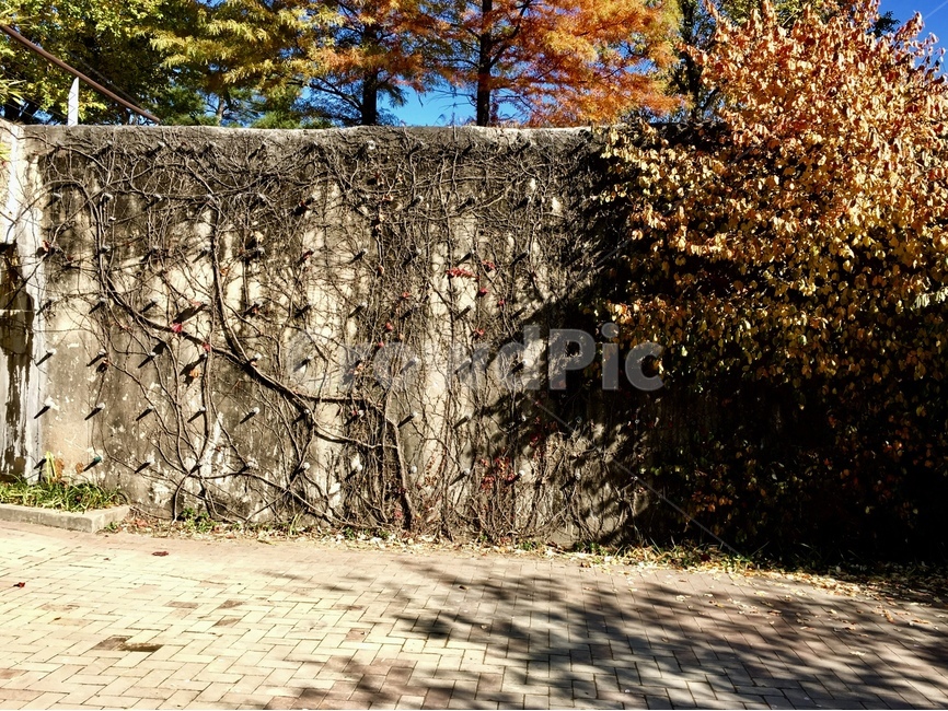 가을,벽,줄기,일상,공원