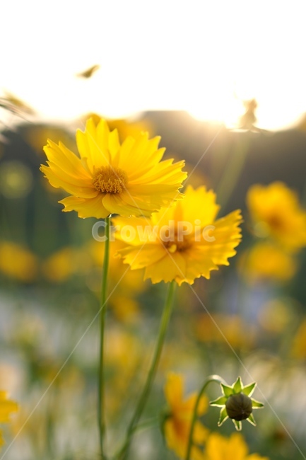햇살,국화,노랑,야외,들,꽃,들꽃,식물,자연,plants,nature,꽃,flower