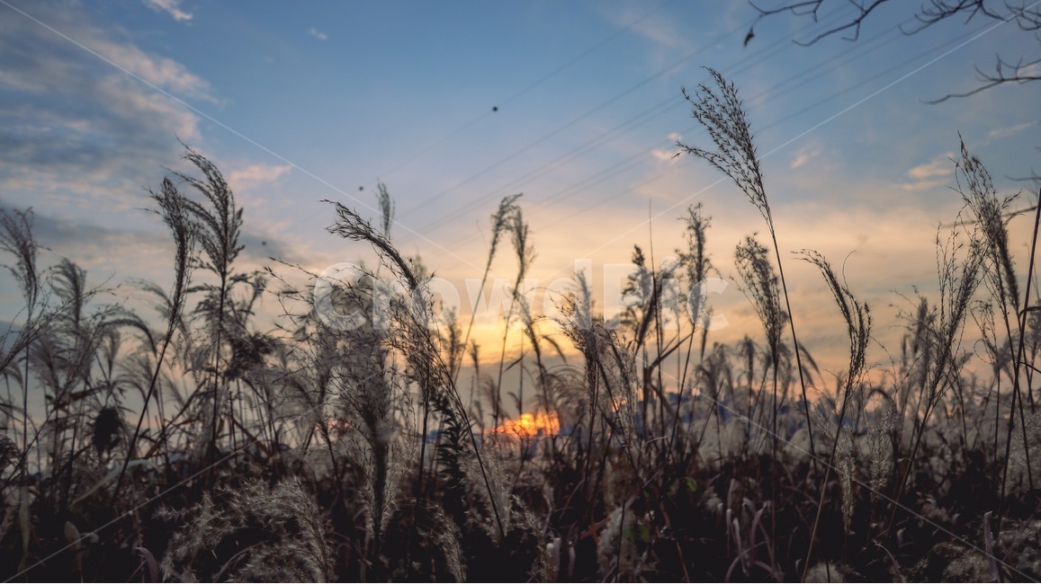grass,잔디,plant,식물,가을,갈대,가을,계절,fall,autumn,season,식물,자연,plants,nature