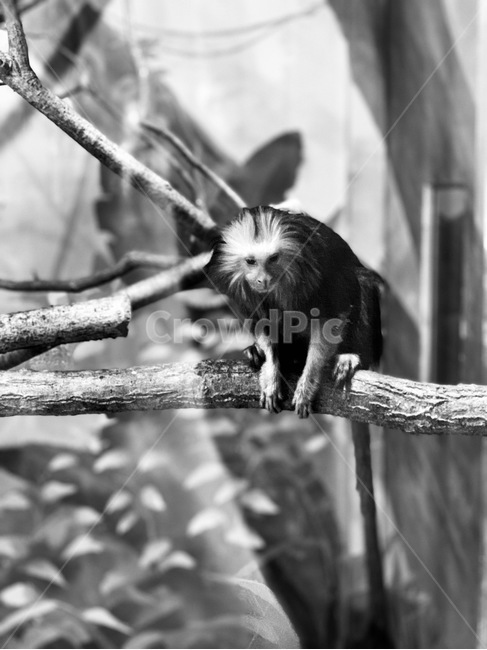 animal,동물,monkey,원숭이,wildlife,야생동물,포유류,동물원,zoo,사육,trial,흑백사진,monocromephotoghraphy