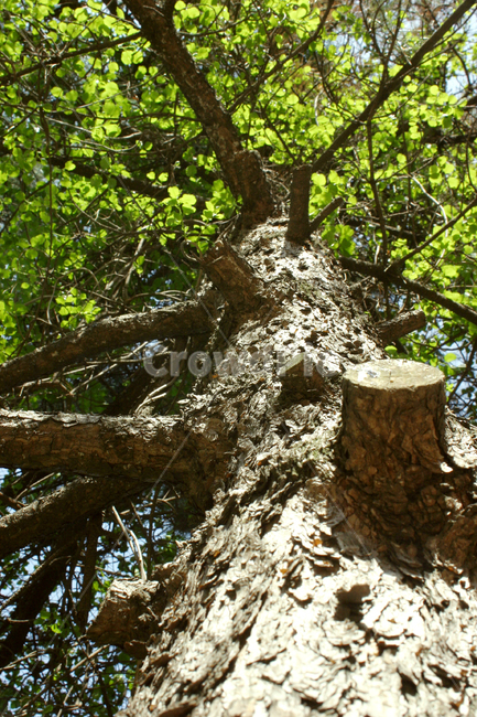 tree,나무,plant,식물,treetrunk,나무줄기,식물,자연,plants,nature,나무,trees,wood