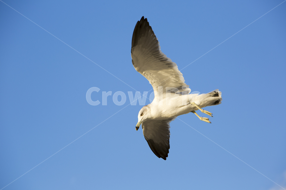 갈매기,새,하늘,날개,동물,동물,animal,조류,새,birds