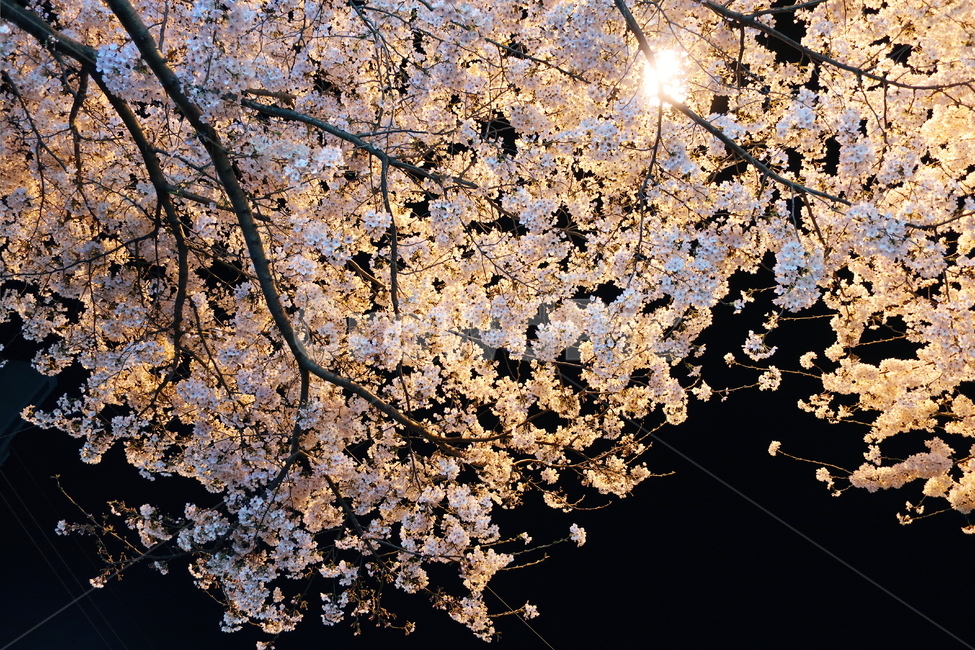 봄날,벚꽃,밤,꽃,벚꽃나무,가로등,산책,밤산책,봄,봄,계절,spring,season,야경,밤,풍경,nightscape,night,landscape,plant,식물,cherry blossom,blossom,flower