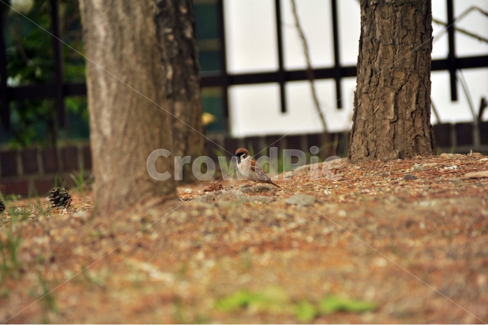 참새,새,텃새,passermontanus,조류,동물,animal,조류,새,birds