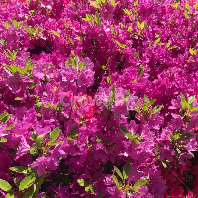 식물,봄꽃,flower,springflower,spring,철쭉,분홍색,봄,꽃