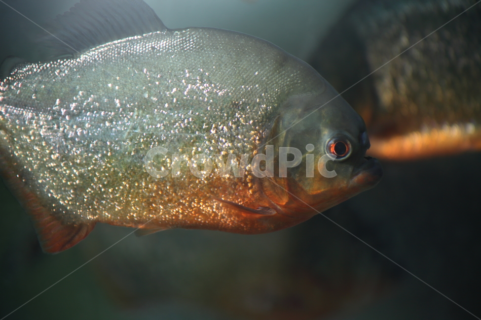 피라냐,민물고기,물고기,어류,piranha,열대어,tropicalfish,피라니아,동물,animal,어류,물고기,fish