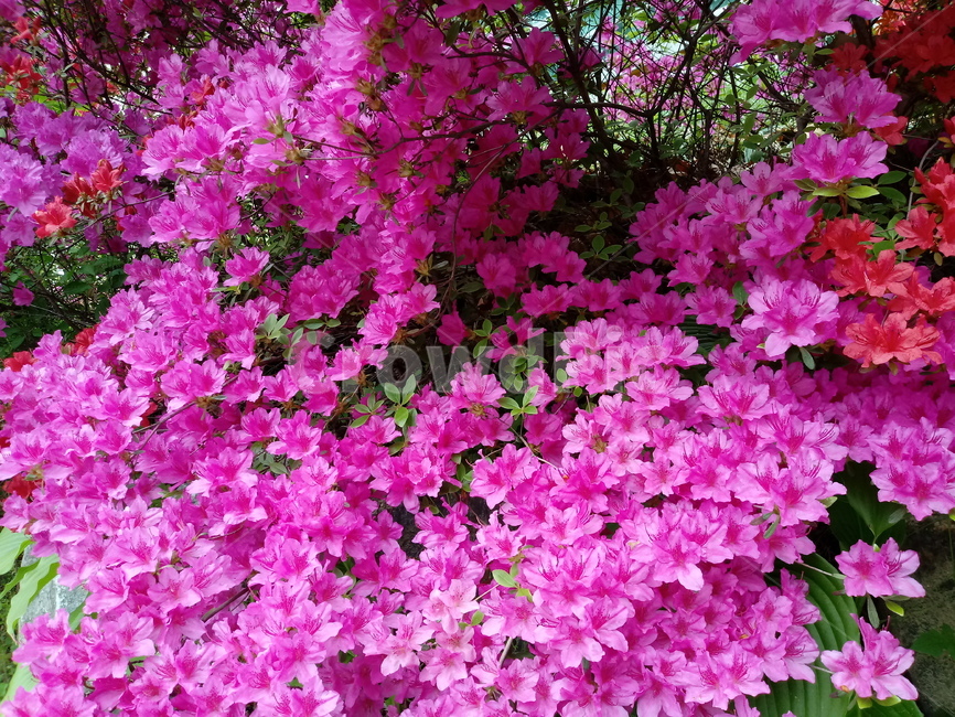 철쭉,smilerosebay,진달래과,식물,봄꽃,개꽃나무,springseasonflower,척촉화,낙엽관목,관상용