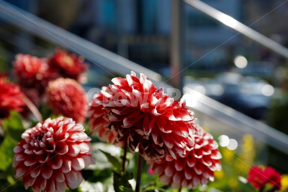 봄,정원,가드닝,원예,원예식물,화려,식물,꽃,garden,scent,healing,bloom,colorful,floral,flower,gardenflowers,happymind,life,nature,plant,spring