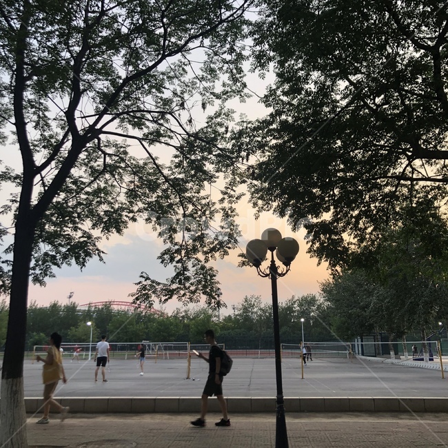 human,인간,person,사람,산책,공원,노을,나무,tree