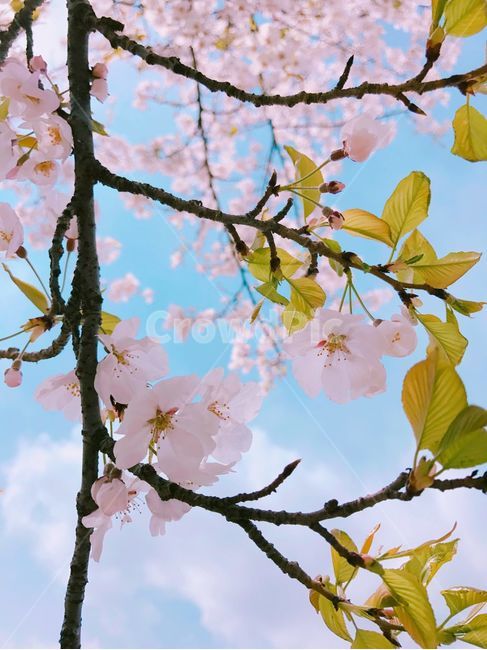 봄,벚꽃,봄꽃,flower,봄배경화면,꽃배경화면