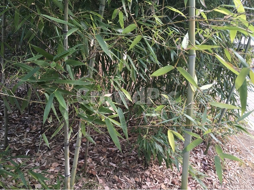 대나무,대나무숲,여름,청량함,대숲,식물,자연,plants,nature,나무,trees,wood