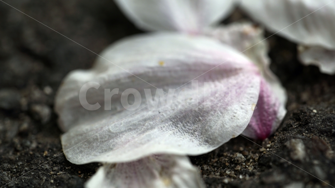 꽃,벗꽃,봄,나무,나뭇가지,벗꽃나무,플라워,봄꽃,이파리,자연,flower,sakura,nature,tree,spring,식물,동네,마을,환경,아스팔트,꽃잎,벚꽃,식물,자연,plants,nature,봄,계절,spring,season,꽃,flower,plant