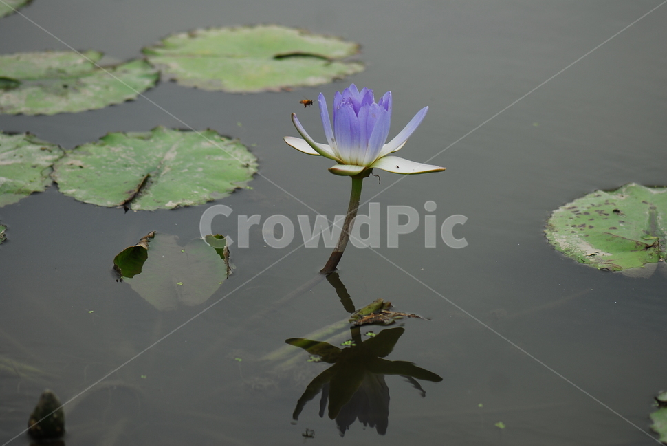 꽃,연꽃,관곡지,불교,여름,식물,자연,plants,nature,꽃,flower