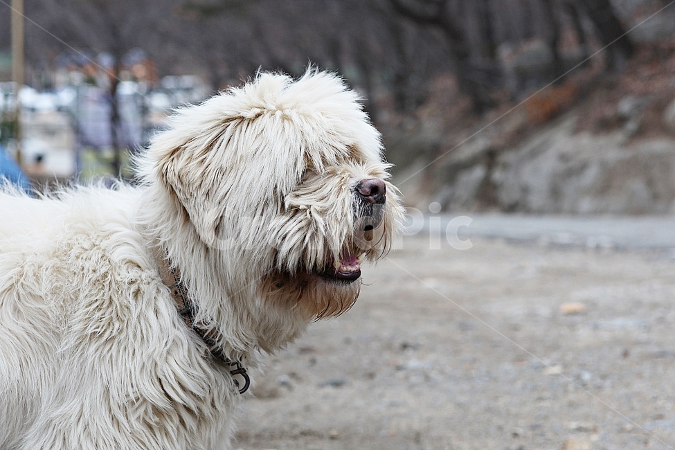개,삽살개,애완견,반려견,강아지,동물,털,목줄,동물,animal,포유류,mammal,개,강아지,dog,doggy