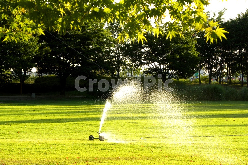 스프링쿨러,잔디,단풍잎,녹색,green,자연,풍경,nature,landscape,grass,plant,식물